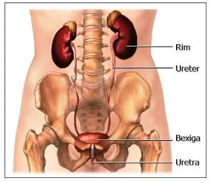 Anatomia do aparelho urinário: rim, ureter, bexiga e uretra